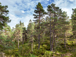 Abernethy Nature Reserve Abernethy Nature Reserve