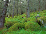 Ariundle Oakwood Nature Reserve Ariundle Oakwood Nature Reserve