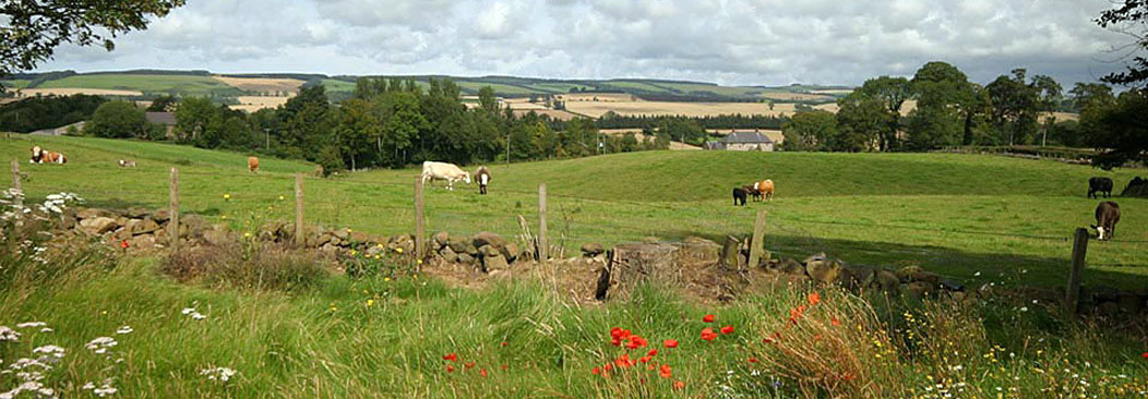 View from Garden