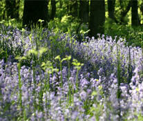 Bluebell Wood near Blairgowrie