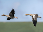 Caerlaverock Nature Reserve