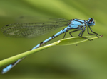 Carinsmore Fleet Nature Reserve