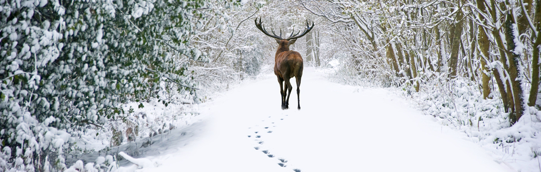 christmas-banner-highlands.jpg