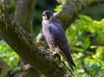 Craigellachie Nature Reserve