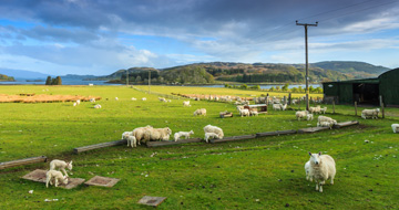 Farm Cottages