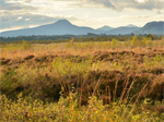 Flanders Moss Nature Reserve