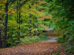 Glasdrum Wood Nature Reserve