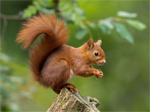 Glen Tanar Nature Reserve