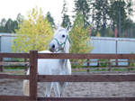 Ian Stark Equestrian Centre