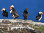 Isle of May Nature Reserve