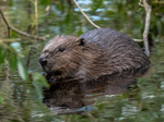 Knapdale Beaver Trail