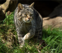 The Scottish Wildcat