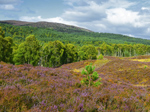 Muir of Dinnet Nature Reserve