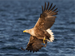 Mull Eagle Watch Mull Eagle Watch