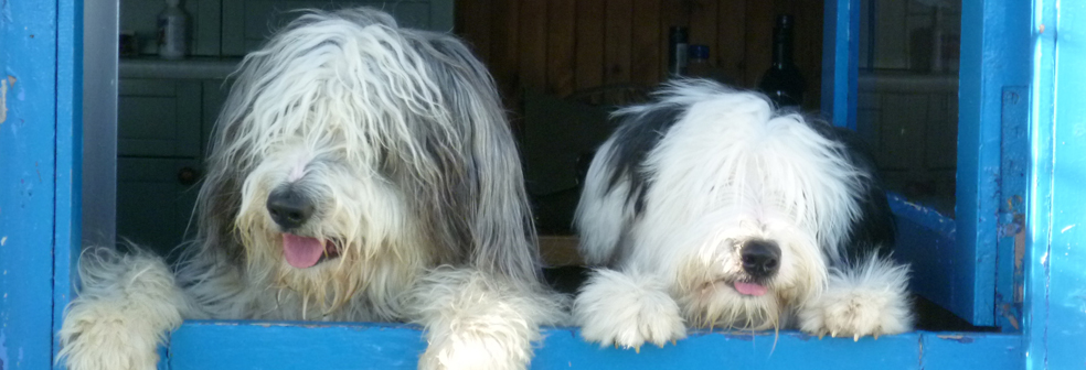 news-dog-friendly-banner.jpg news-dog-friendly-banner.jpg