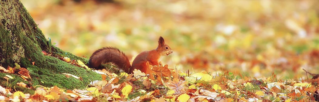 october-half-term-offers-4-banner.jpg october-half-term-offers-4-banner.jpg