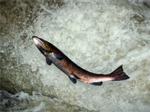 port-logan-fish-pond.jpg port-logan-fish-pond.jpg