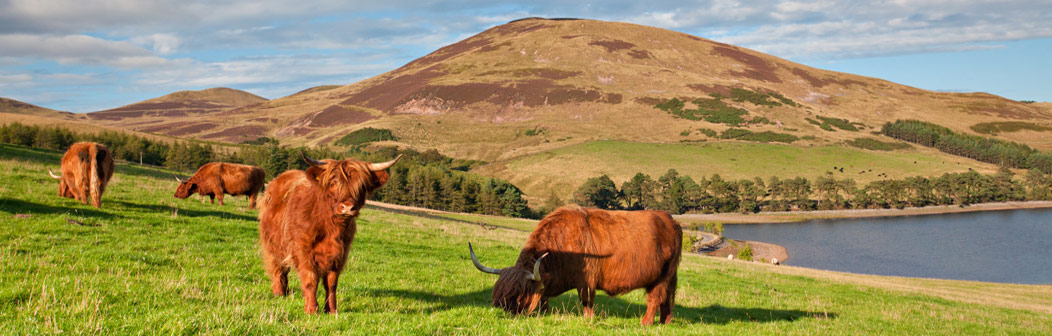 Angus Glens