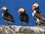 Scottish Seabird Centre