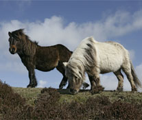 Eriskay Ponies